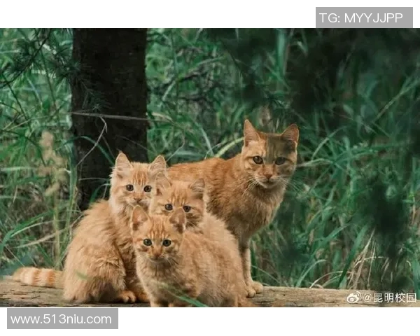 足球明星与他们的猫咪们的可爱生活大盘点